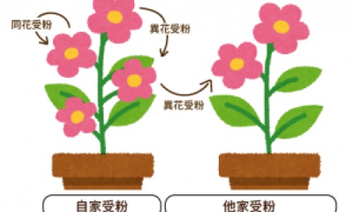 地奈德乳膏和派瑞松的区别-地奈德乳膏和派瑞松的区别网 - 为你提供地奈德和皮炎平区别、地奈德乳膏和皮炎平一样吗